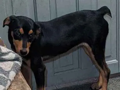 Cachorro ra a Sem raça definida idade 2 a 6 meses nome Pretinha