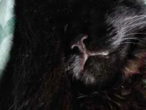 Gato raça  idade 7 a 11 meses nome Nel