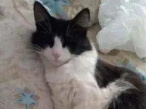 Gato raça  idade 7 a 11 meses nome Mel