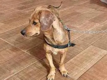 Cachorro ra a Bassê mista idade 1 ano nome Belinha
