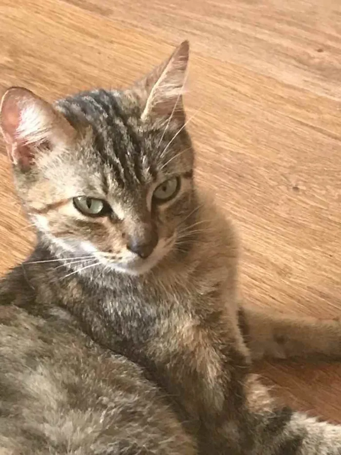 Gato raça Sem raça definida  idade 7 a 11 meses nome Sem nome