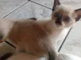 Gatinhos lindos!!