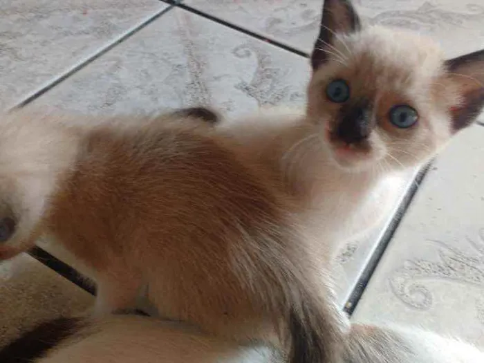 Gato ra a  idade Abaixo de 2 meses nome Gatinhos lindos!!