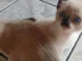 Gatinhos lindos!!
