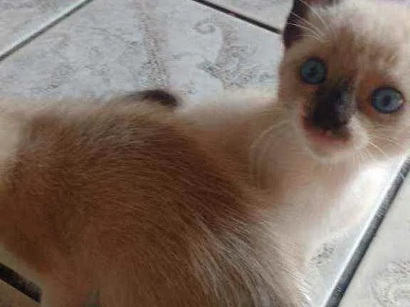Gato ra a  idade Abaixo de 2 meses nome Gatinhos lindos!!