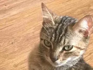 Gato raça Sem raça definida  idade 7 a 11 meses nome Sem nome