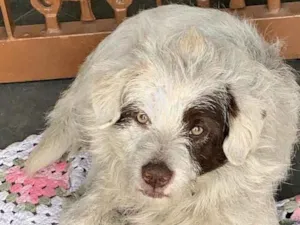 Cachorro raça Srd idade 1 ano nome Nego
