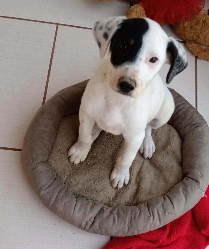 Cachorro ra a Não sei se tem idade 2 a 6 meses nome Bob