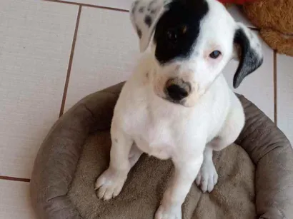 Cachorro raça Não sei se tem idade 2 a 6 meses nome Bob