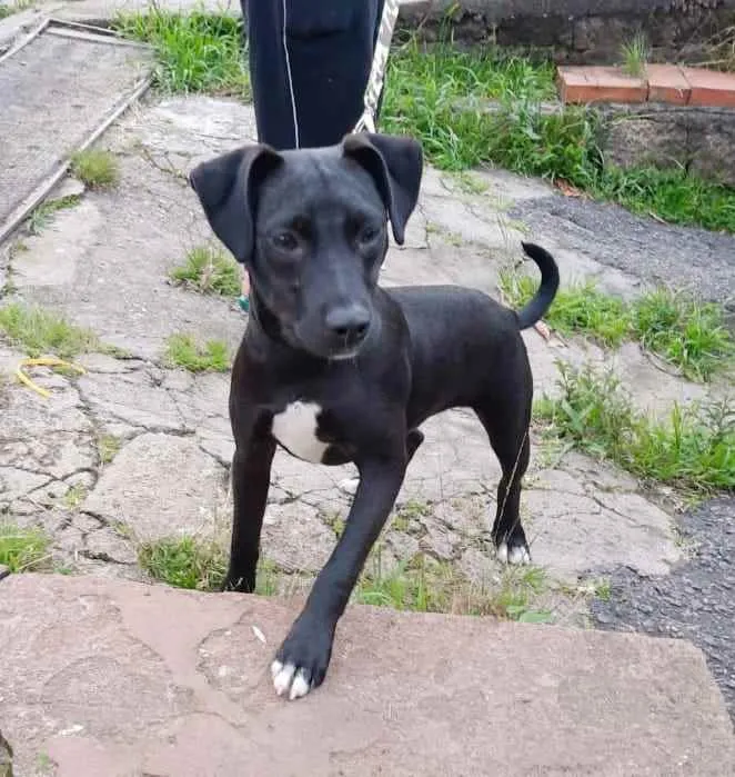 Cachorro ra a sem raça idade 7 a 11 meses nome Zeus