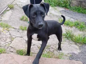 Cachorro raça sem raça idade 7 a 11 meses nome Zeus