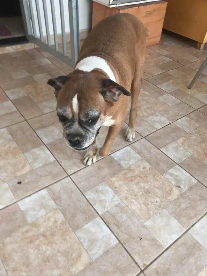 Cachorro raça Boxer idade 6 ou mais anos nome Luna