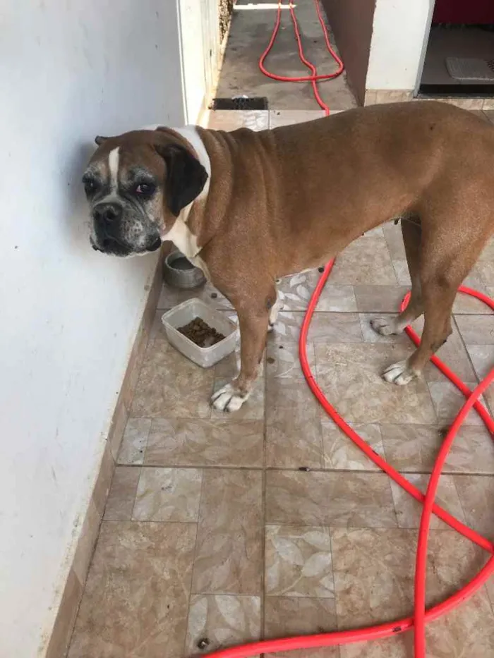 Cachorro raça Boxer idade 6 ou mais anos nome Luna