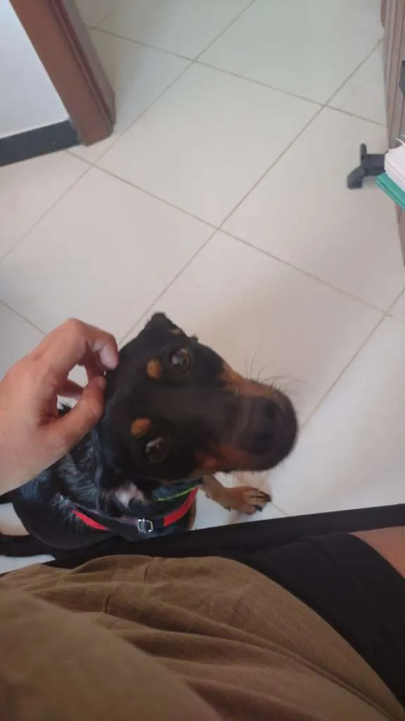 Cachorro ra a SRD idade 1 ano nome Minie (CASTRADA)