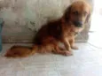 Scooby