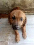 Scooby