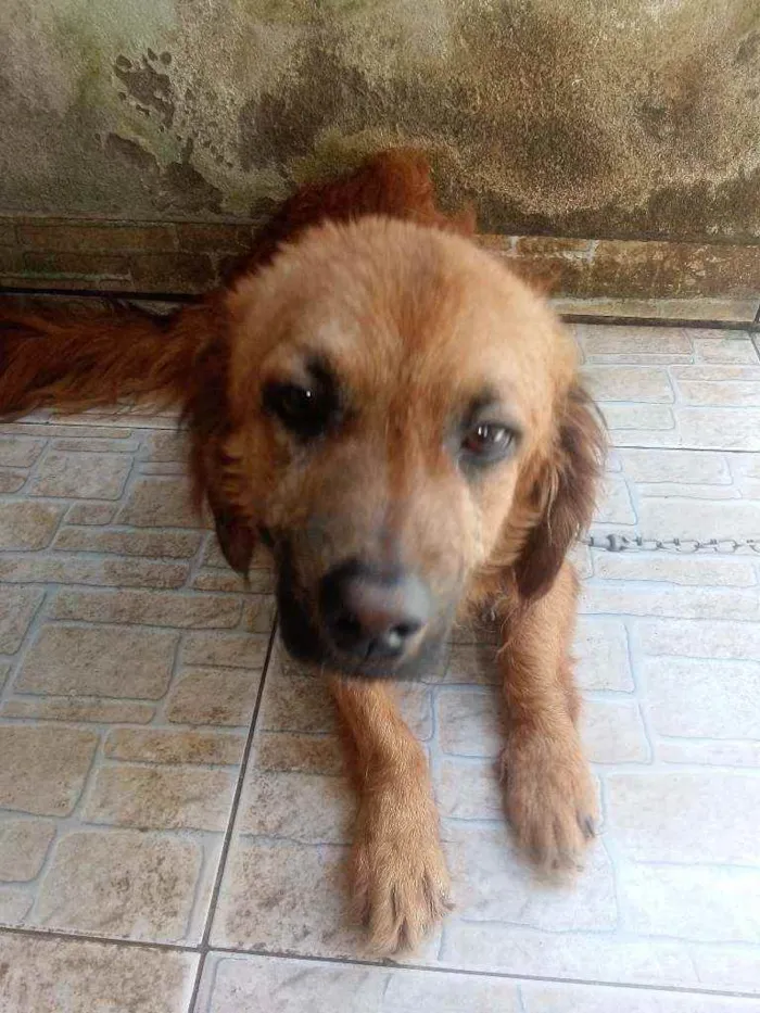 Cachorro raça Mistura com vira lata idade 7 a 11 meses nome Scooby