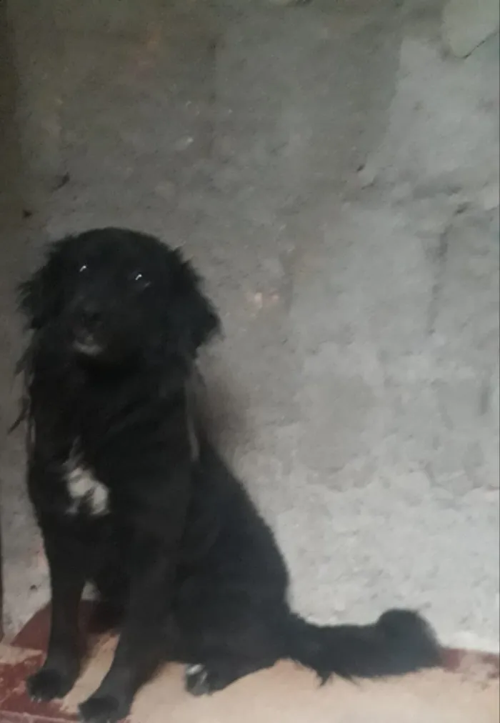 Cachorro ra a Sem raça definida idade 1 ano nome Todynho