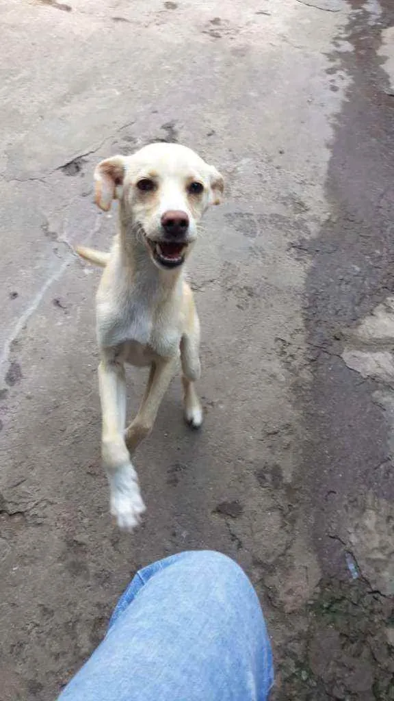 Cachorro ra a Brazilian Street Dog idade 2 a 6 meses nome Tour