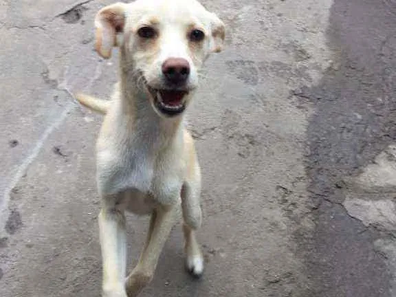 Cachorro ra a Brazilian Street Dog idade 2 a 6 meses nome Tour
