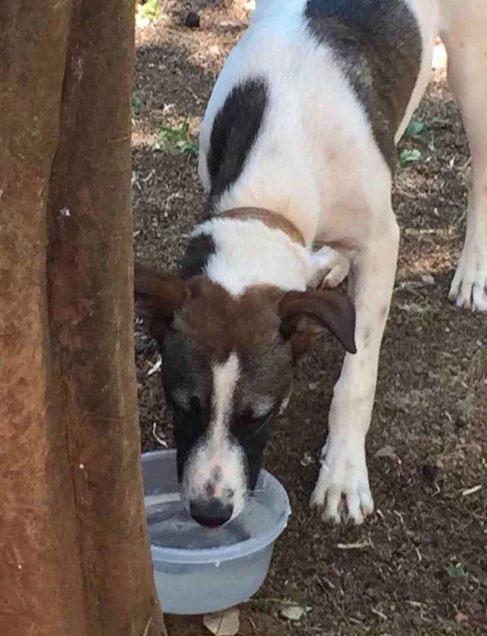 Cachorro ra a Mestiço  idade 7 a 11 meses nome Scooby 