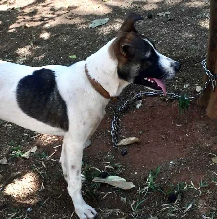 Cachorro ra a Mestiço  idade 7 a 11 meses nome Scooby 