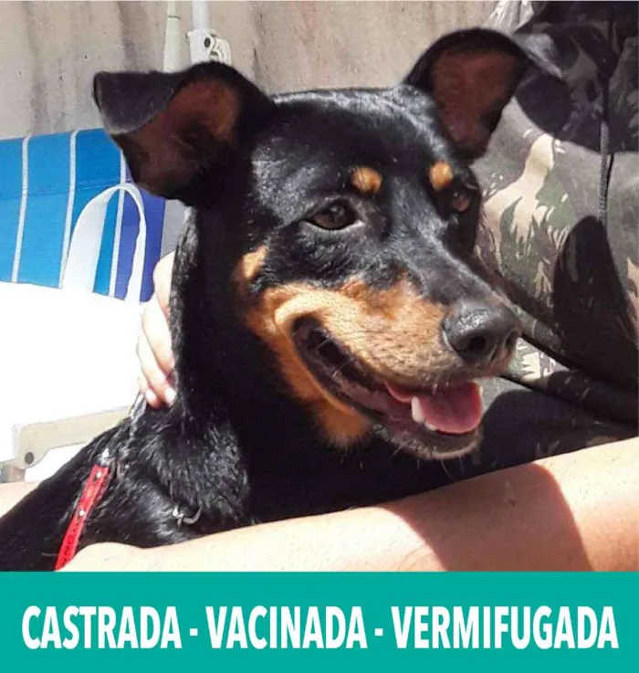 Cachorro ra a SRD idade 1 ano nome Minie (CASTRADA)