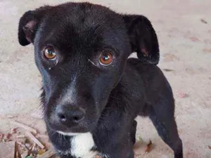 Cachorro raça Srd idade 7 a 11 meses nome Onix 