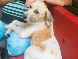 Cachorro raça Misto idade 2 anos nome Bob