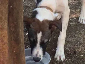 Cachorro raça Mestiço  idade 7 a 11 meses nome Scooby 