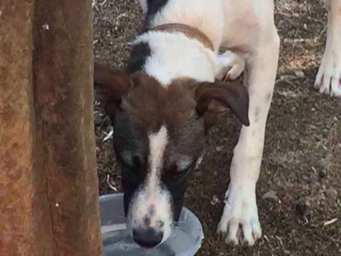 Cachorro ra a Mestiço  idade 7 a 11 meses nome Scooby 