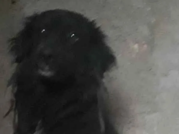 Cachorro ra a Sem raça definida idade 1 ano nome Todynho