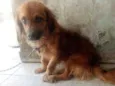 Scooby