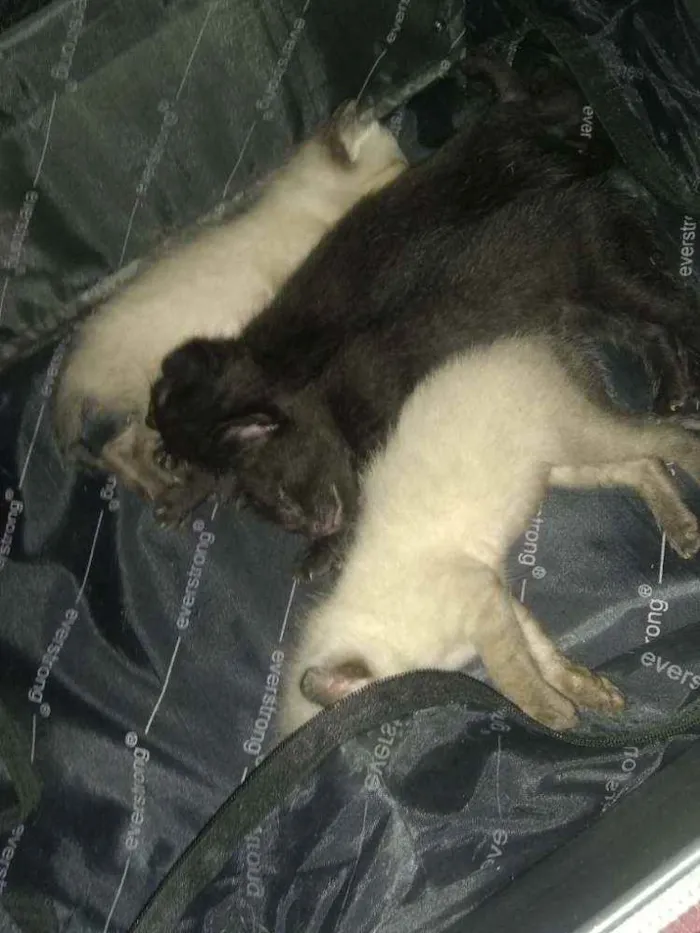 Gato ra a Peduro idade Abaixo de 2 meses nome Opcional
