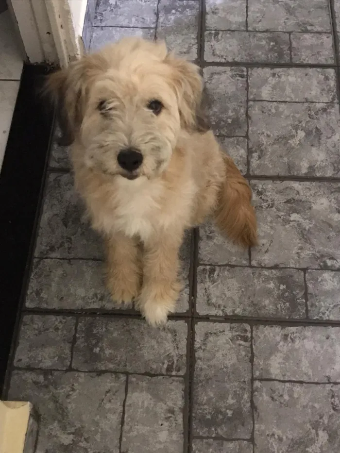 Cachorro ra a Provável poodle com Lhasa idade 2 a 6 meses nome Toddy