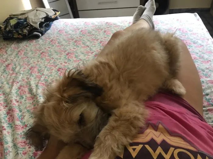 Cachorro ra a Provável poodle com Lhasa idade 2 a 6 meses nome Toddy