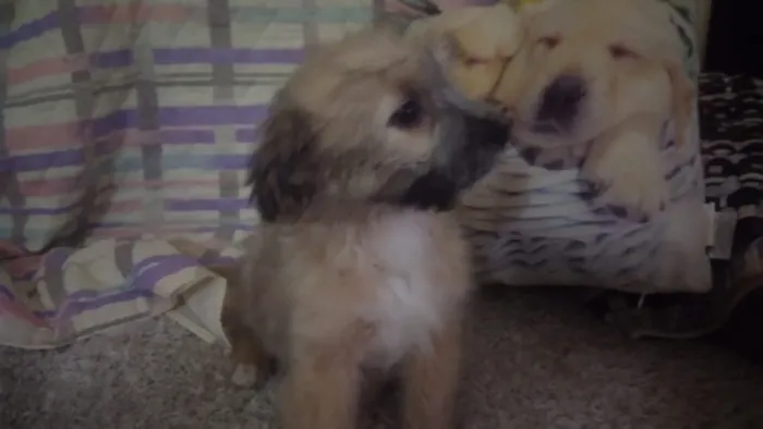 Cachorro ra a Provável poodle com Lhasa idade 2 a 6 meses nome Toddy