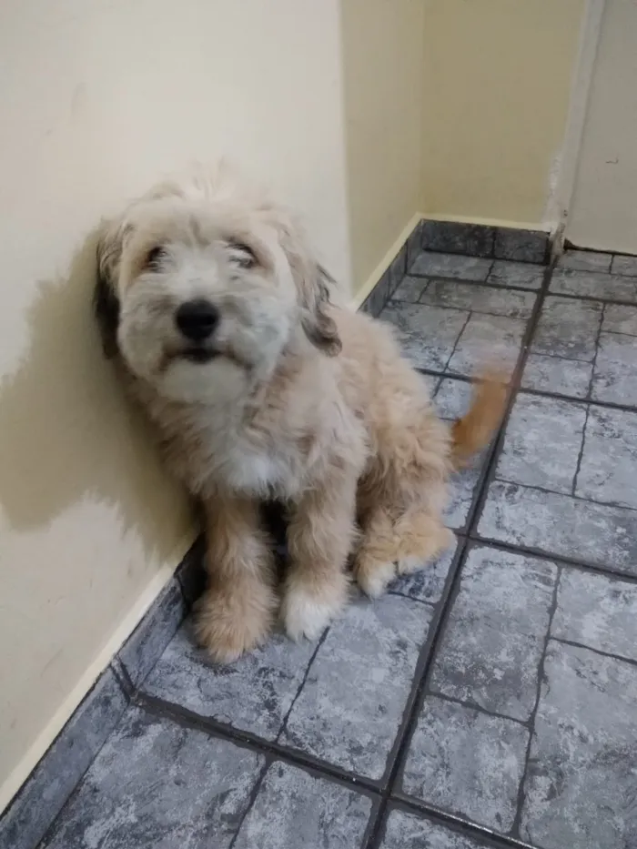 Cachorro ra a Provável poodle com Lhasa idade 2 a 6 meses nome Toddy