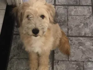 Cachorro raça Provável poodle com Lhasa idade 2 a 6 meses nome Toddy