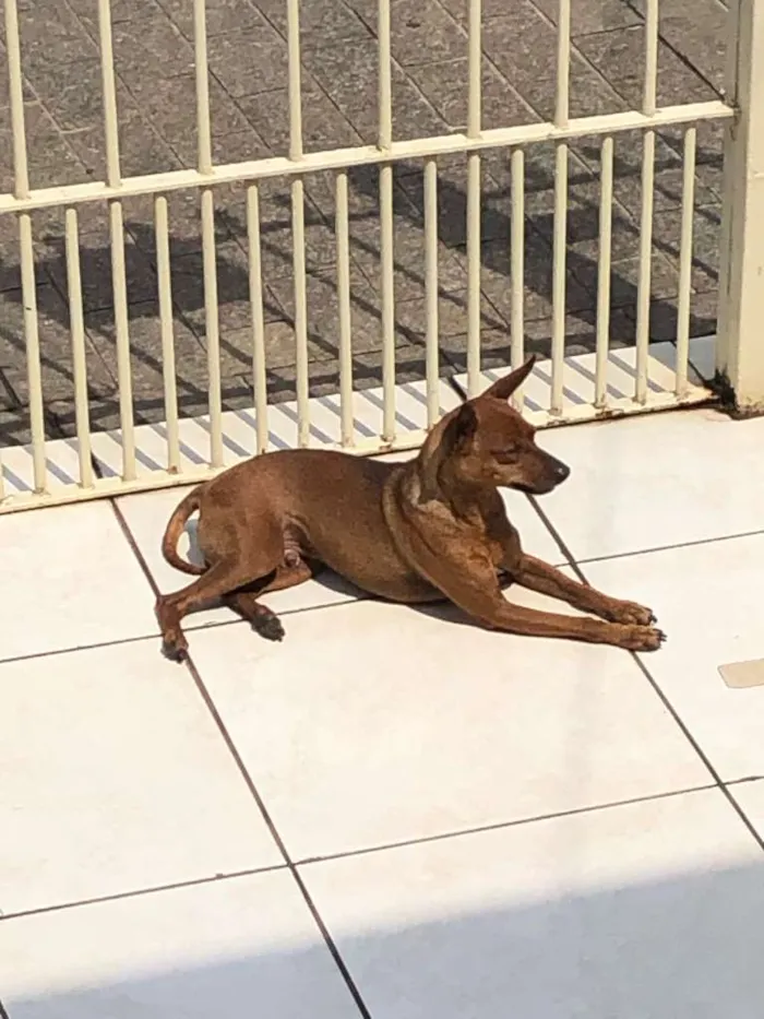 Cachorro ra a Pinscher idade 2 anos nome Desconhecido