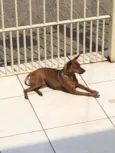 Desconhecido