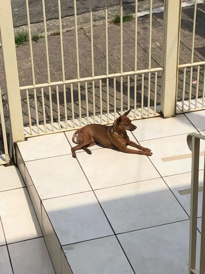 Cachorro ra a Pinscher idade 2 anos nome Desconhecido