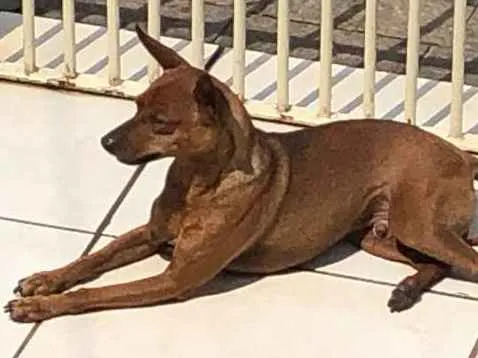 Cachorro ra a Pinscher idade 2 anos nome Desconhecido