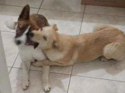 Cachorro ra a Indefinida idade 1 ano nome Tom e Jerry