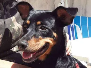 Cachorro raça SRD idade 1 ano nome Minie (CASTRADA)