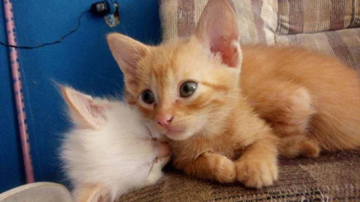 Gato ra a  idade 2 a 6 meses nome Sem nome