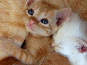 Gato raça  idade 2 a 6 meses nome Sem nome
