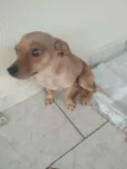 Pituca