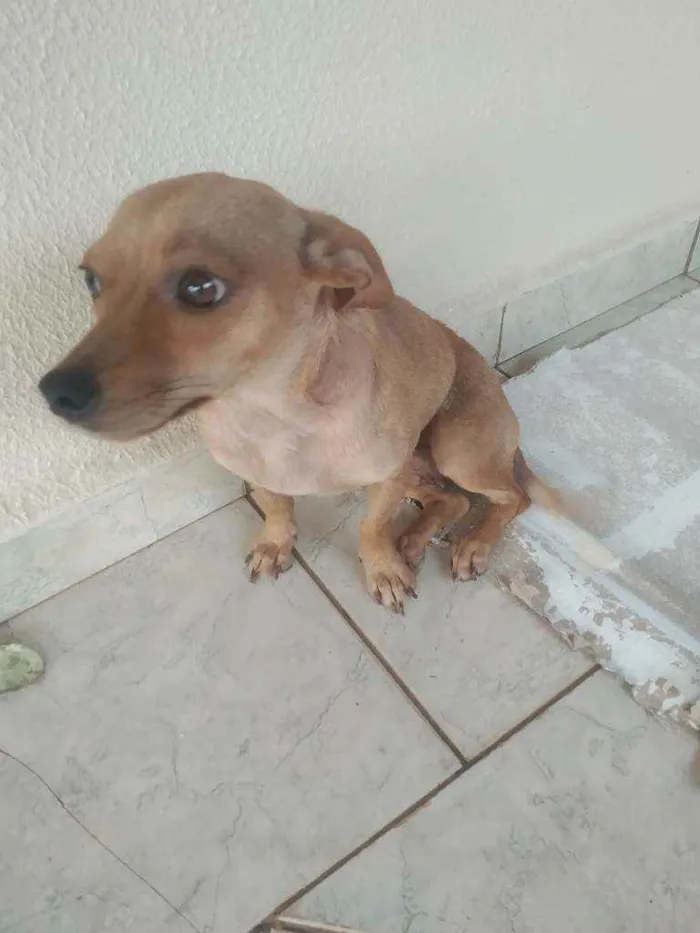 Cachorro ra a vira lata idade 2 anos nome Pituca