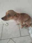 Pituca